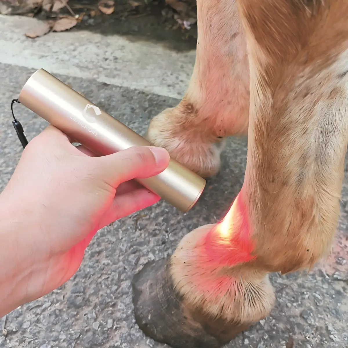 Horse Dog Cat Handheld Red Light Therapy Torch – ClinicPBM