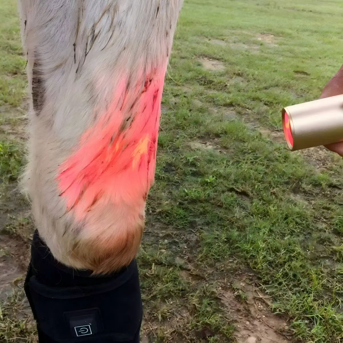Horse Dog Cat Handheld Red Light Therapy Torch – ClinicPBM