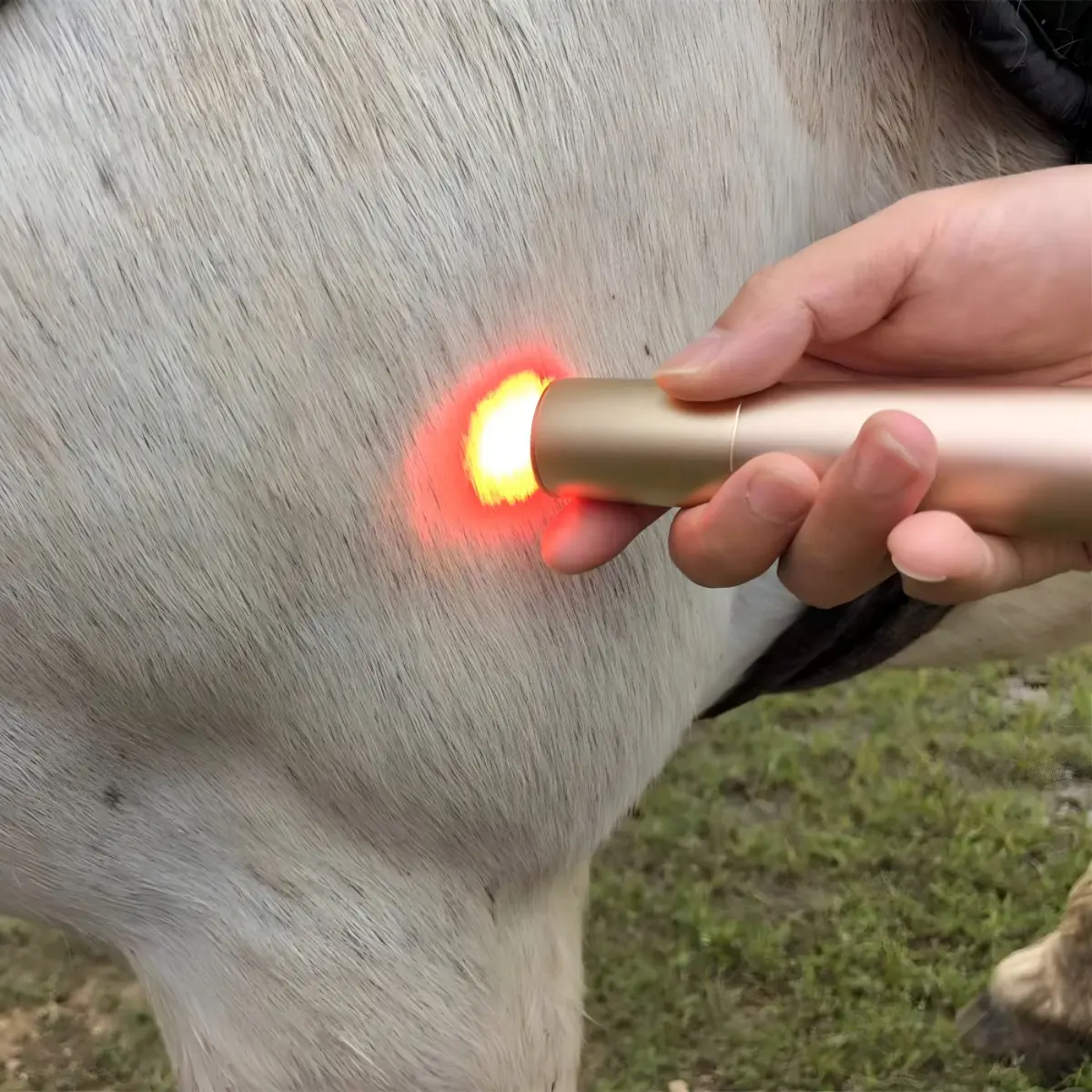Horse Dog Cat Handheld Red Light Therapy Torch – ClinicPBM