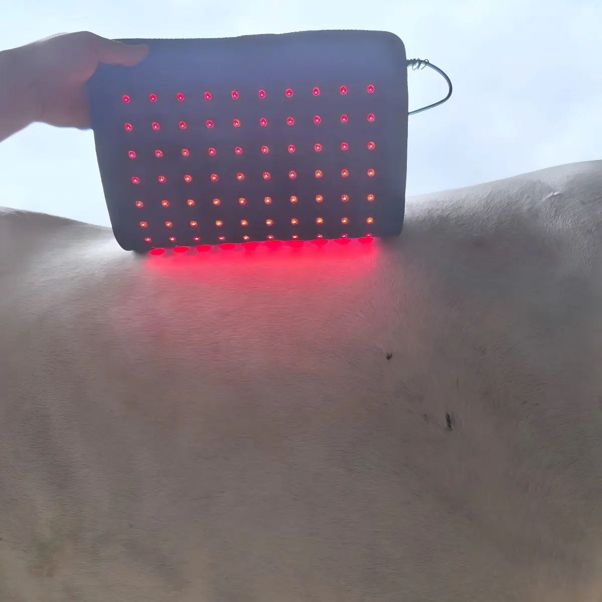 ClinicPBM Red Light Therapy Leg / Back/ Neck Wrap for Horses – Size M
