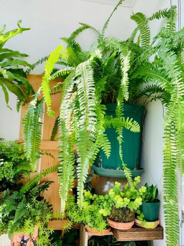 ✨This Week's Special Price $19.98💥UV Resistant Lifelike Artificial Boston Fern