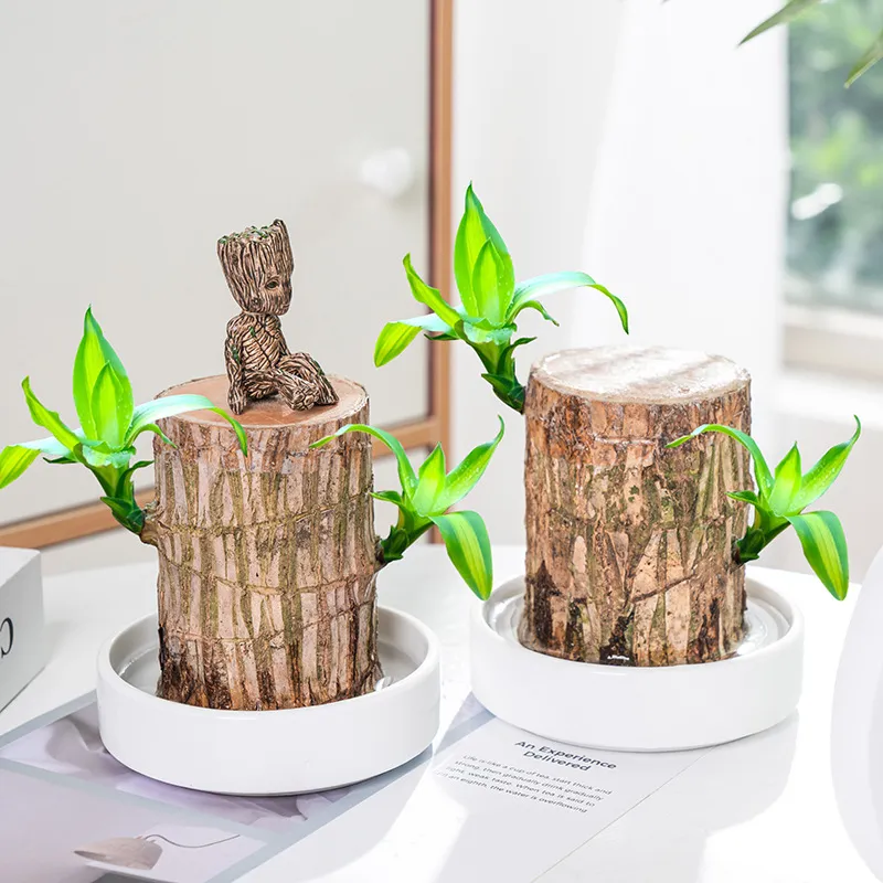 49% Off✨Brazilian Lucky Wood Hydroponic Plants