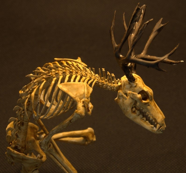 Wendigo Skeleton Curiosity Cabinet (15*9*9 CM)