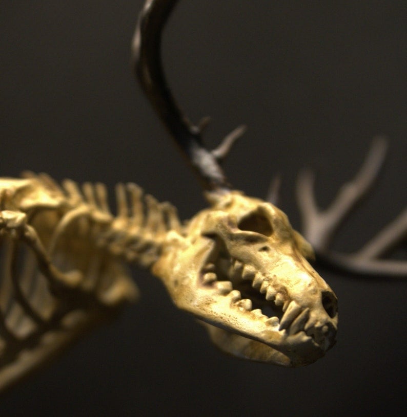 Wendigo Skeleton Curiosity Cabinet (15*9*9 CM)