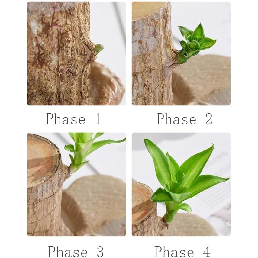 49% Off✨Brazilian Lucky Wood Hydroponic Plants