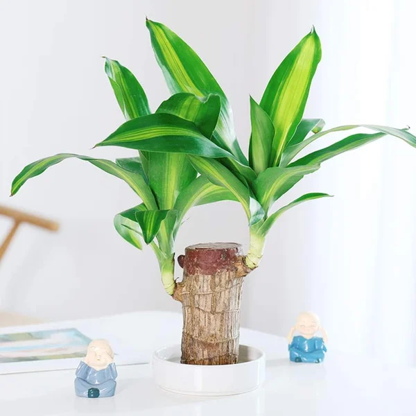 Lucky Brazil Wood Potted Plant-ABOXUN