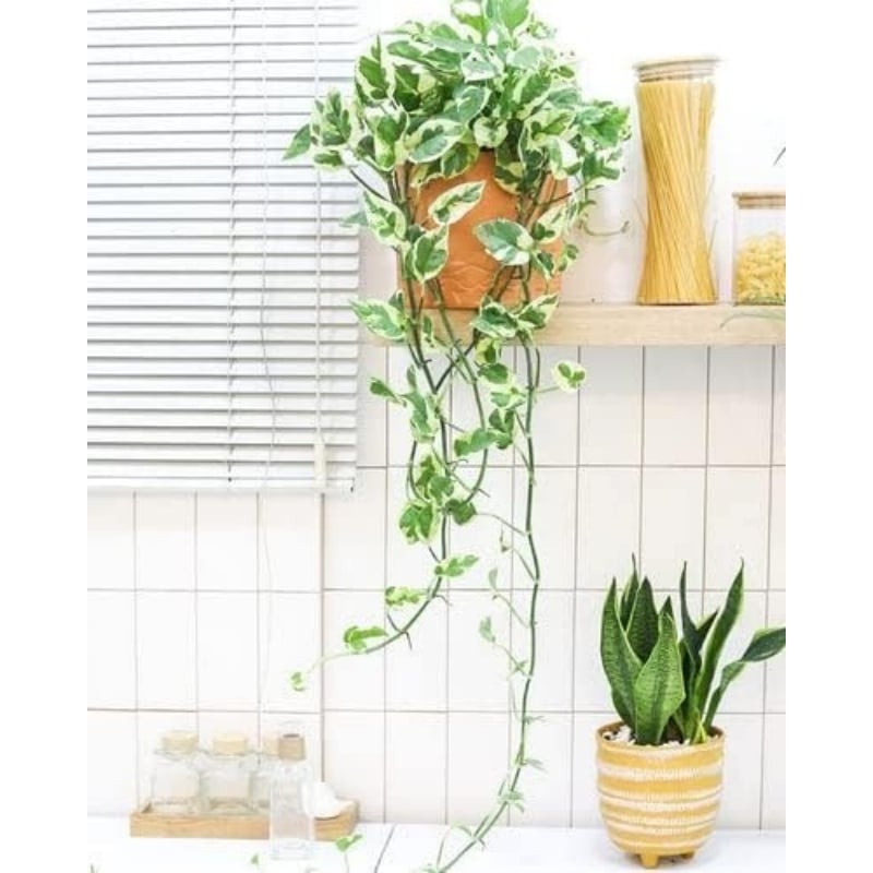 EverGreen Cascade! 3.6ft Faux Vine Trio--Easy to Grow Houseplant