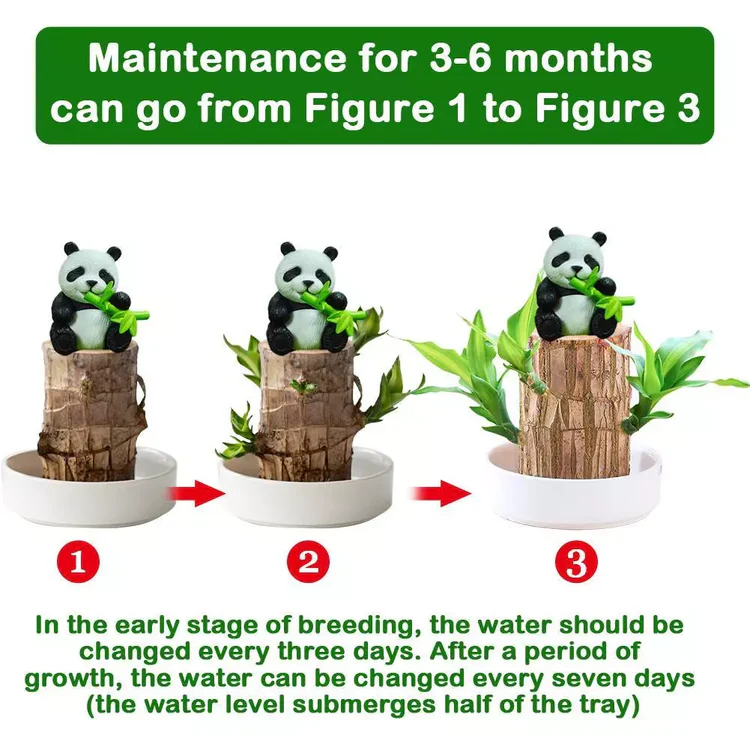 49% Off✨Brazilian Lucky Wood Hydroponic Plants