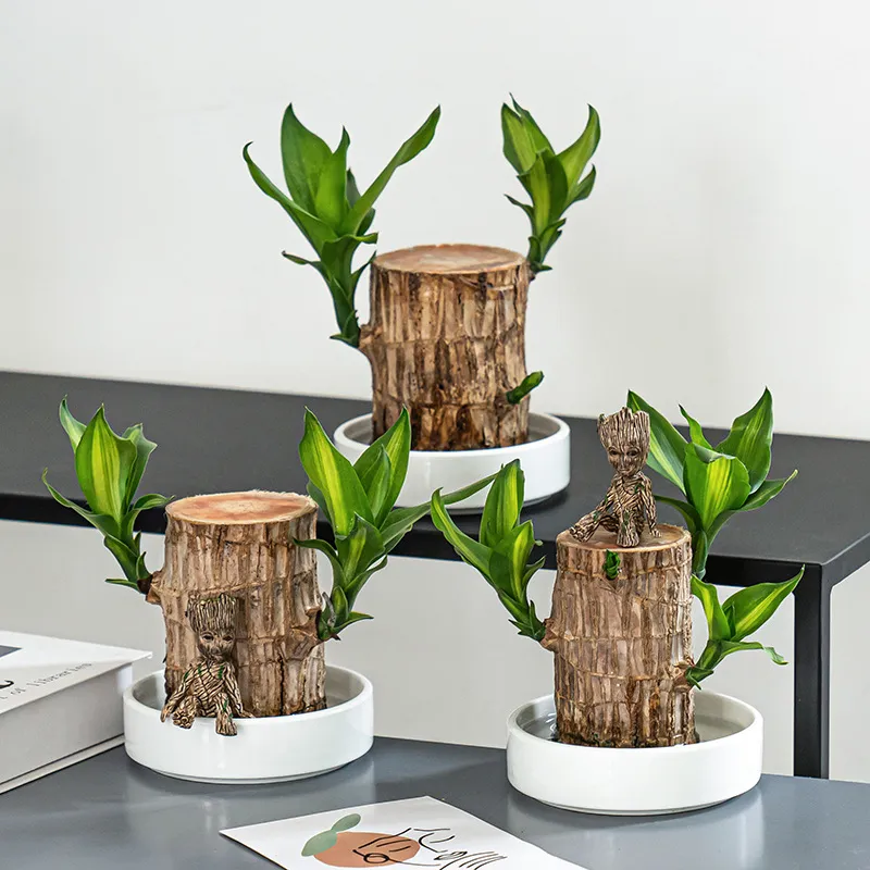 49% Off✨Brazilian Lucky Wood Hydroponic Plants