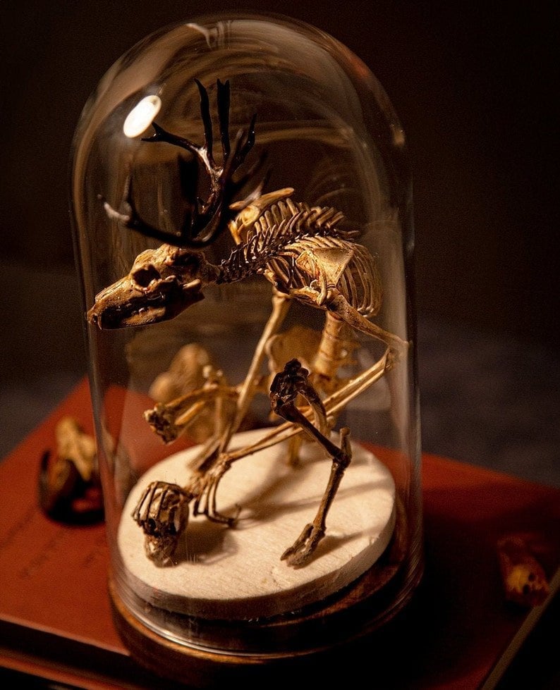 Wendigo Skeleton Curiosity Cabinet (15*9*9 CM)