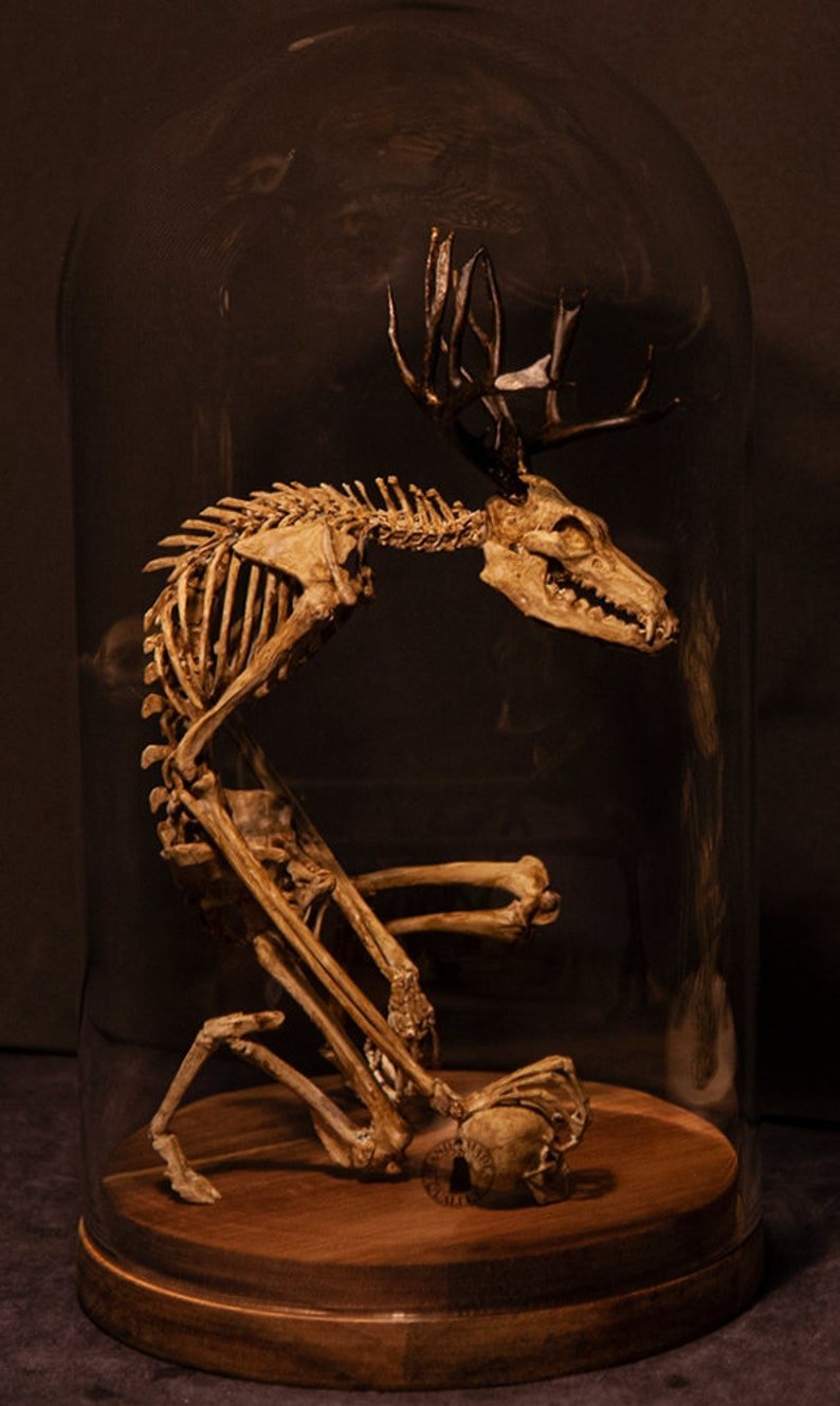 Wendigo Skeleton Curiosity Cabinet (15*9*9 CM)