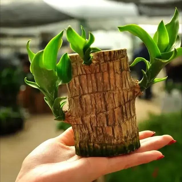 49% Off✨Brazilian Lucky Wood Hydroponic Plants
