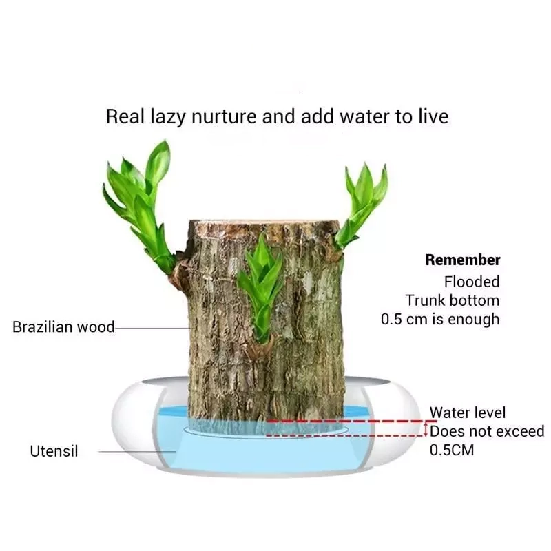 49% Off✨Brazilian Lucky Wood Hydroponic Plants