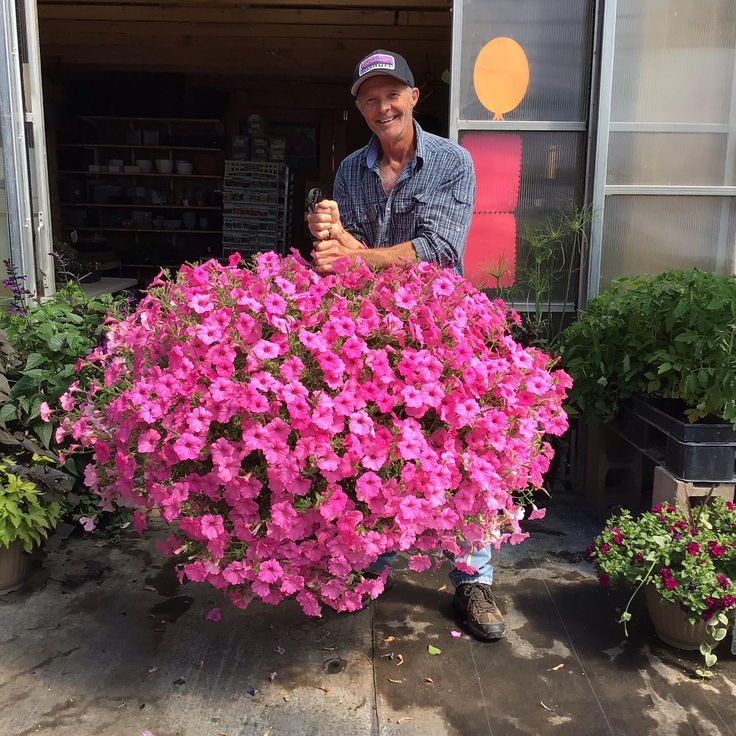 🔥 $9.97 On Sale Today Only 🌺 UV-Resistant Lifelike Artificial Petunias