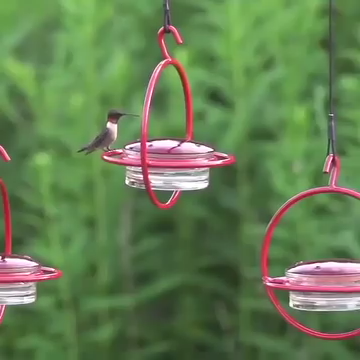 🎉Hummble Slim Hummingbird Feeder