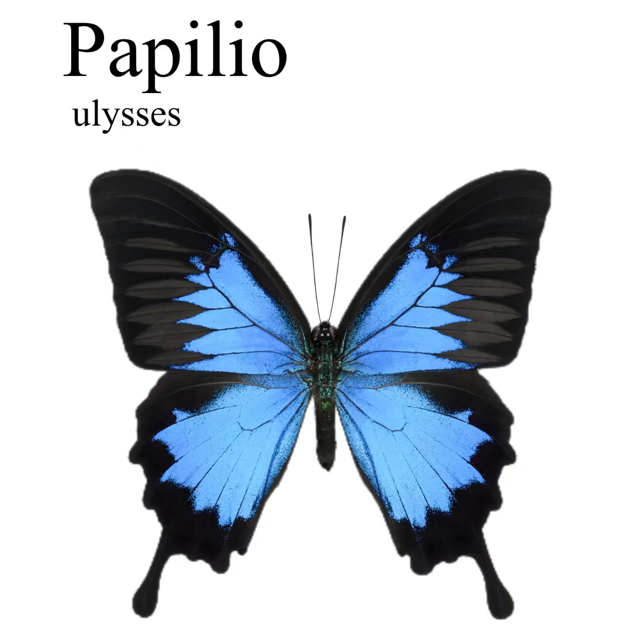 Handcrafted Papilio ulysse Wings Black Spinel and Lapis Lazuli Earrings 