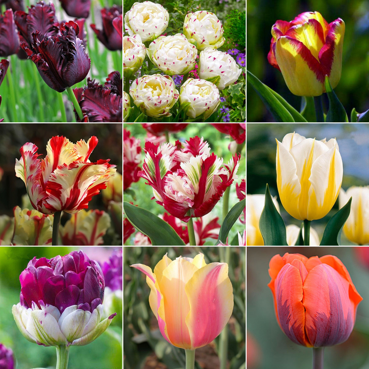 Double Tulips Bulbs