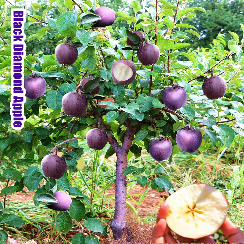 Rare Black Diamond Apple Seeds( Buy 3 Get 1 Free Can be planted in w