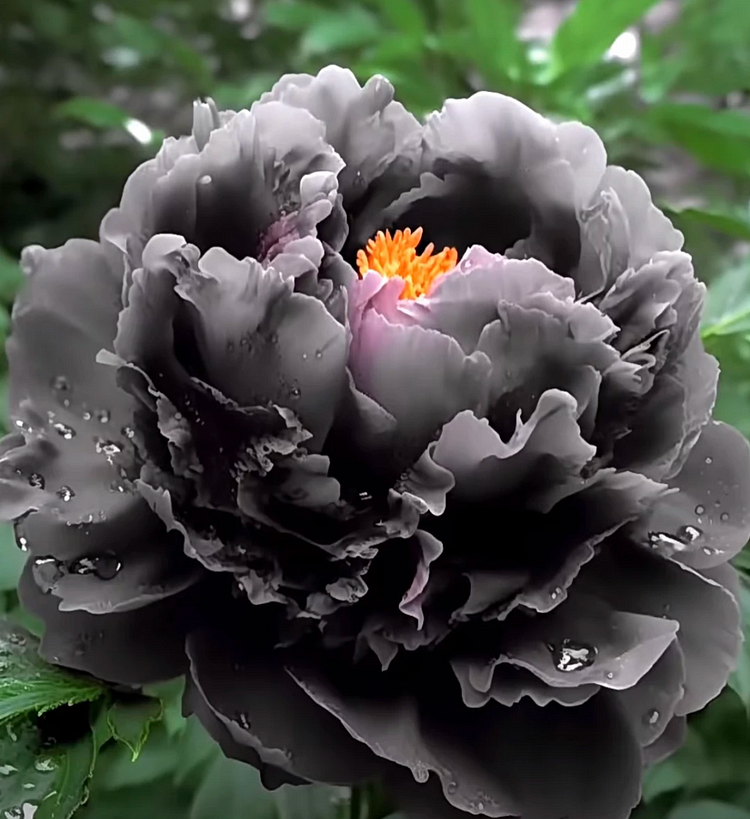 Black Beauty Peony Flower