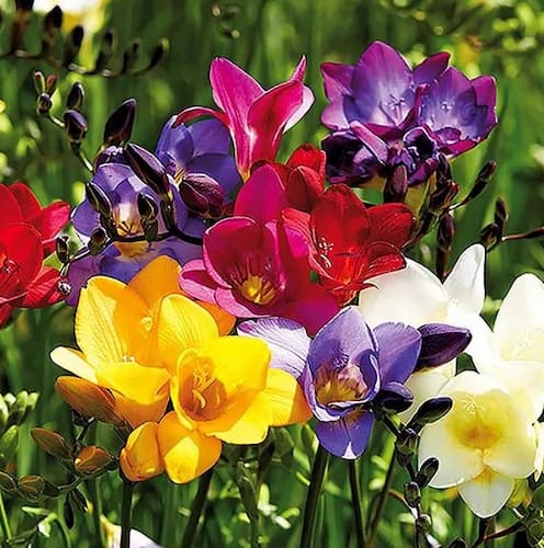 Freesia Flower Plants