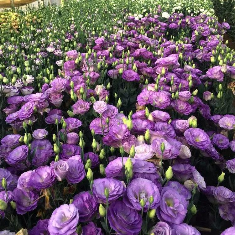 Mixed Color Eustoma Seeds U2013 44 Pack, Best For May/June Planting