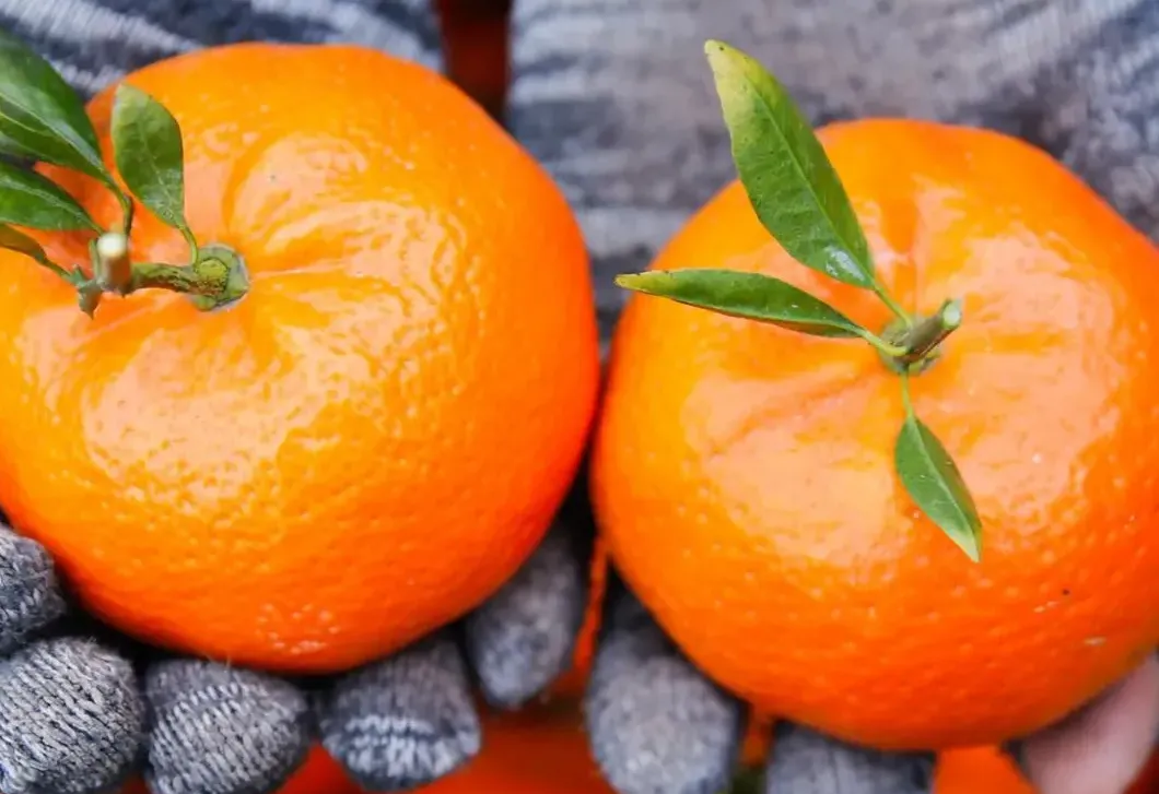 🍊Red Tangerine Seeds-Sweet, Juicy, Abundant Harvests