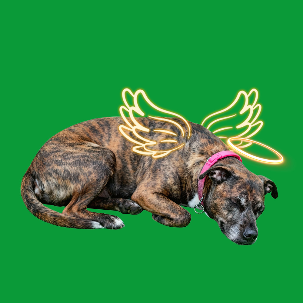 Halo Wings Sleeping Sences(60s included) - MyFaceTshirt