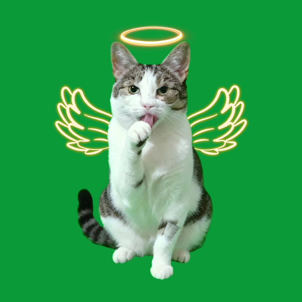 Halo Wings Licking Paws Scenes(40s/60s included) - MyFaceTshirt