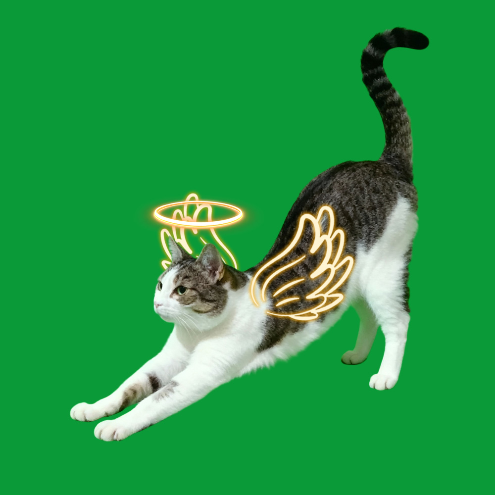 Halo Wings Stretch Scenes(60s included) - MyFaceTshirt