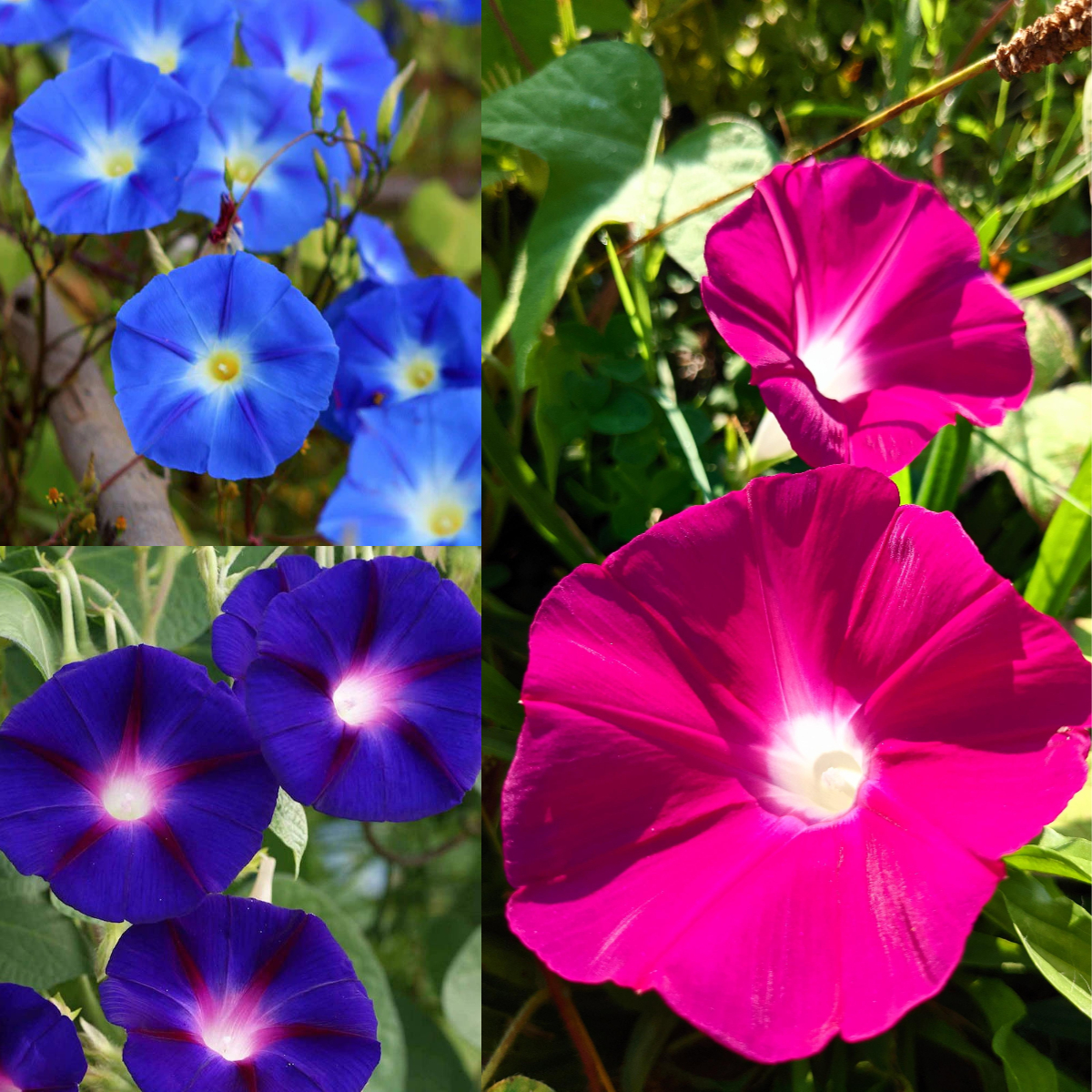 💜🌞Grandpa Ott Morning Glory Seeds