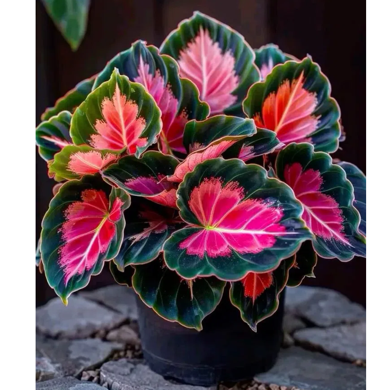 Premium Calathea Seeds