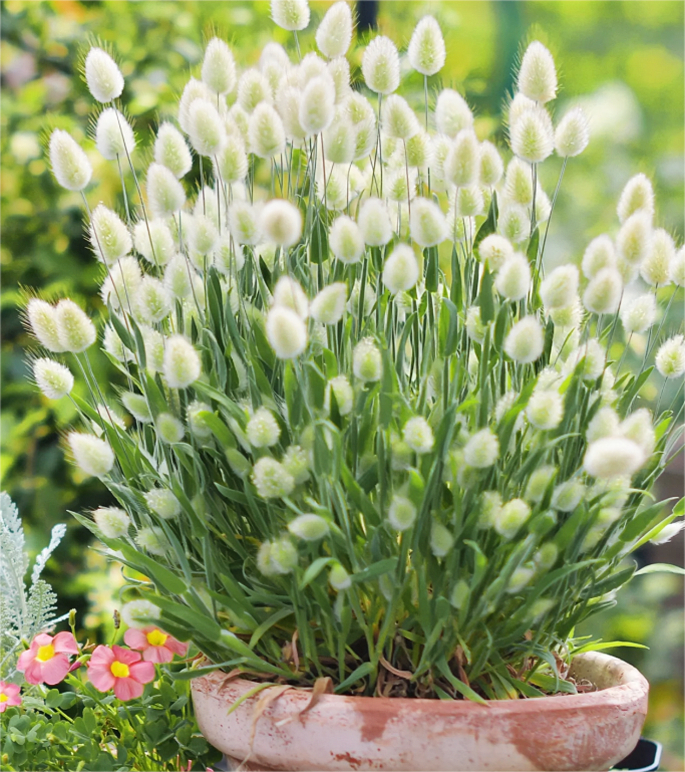 兔尾巴观赏草种子