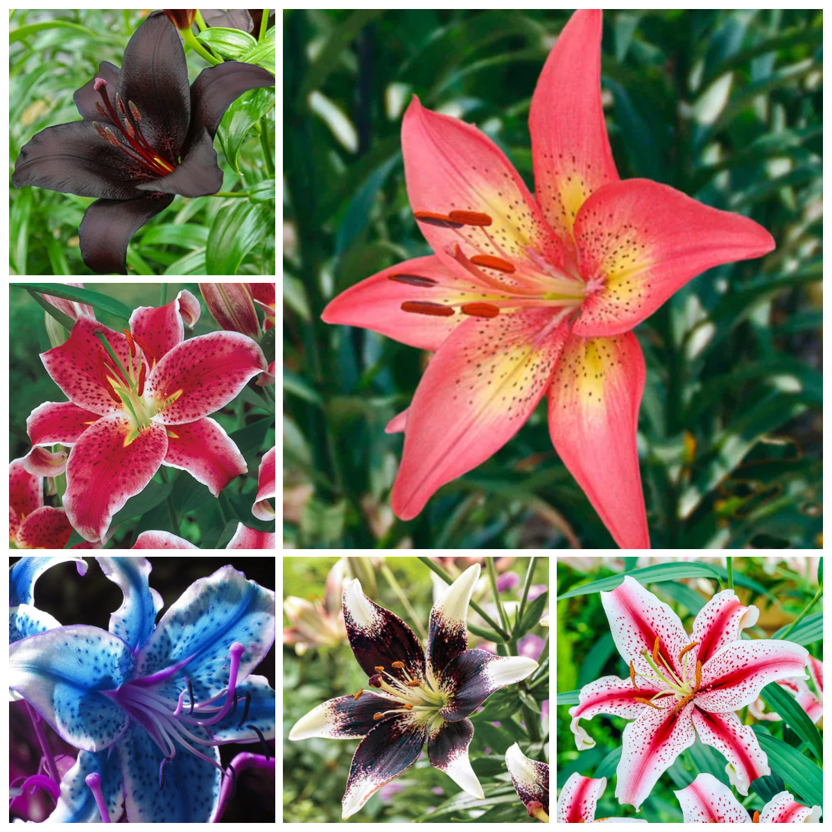 100 Pcs Perfume Lily Seeds Potted Plants Flower Seeds