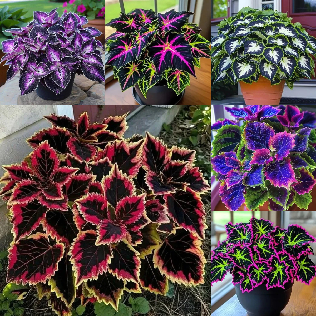 🌿 Rare Coleus Seeds – Add Unique Charm to Your Garden! 🌿