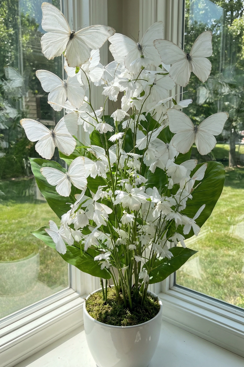 🦋Enchanting Giant Butterfly Flower – Fast Growing Garden DIY