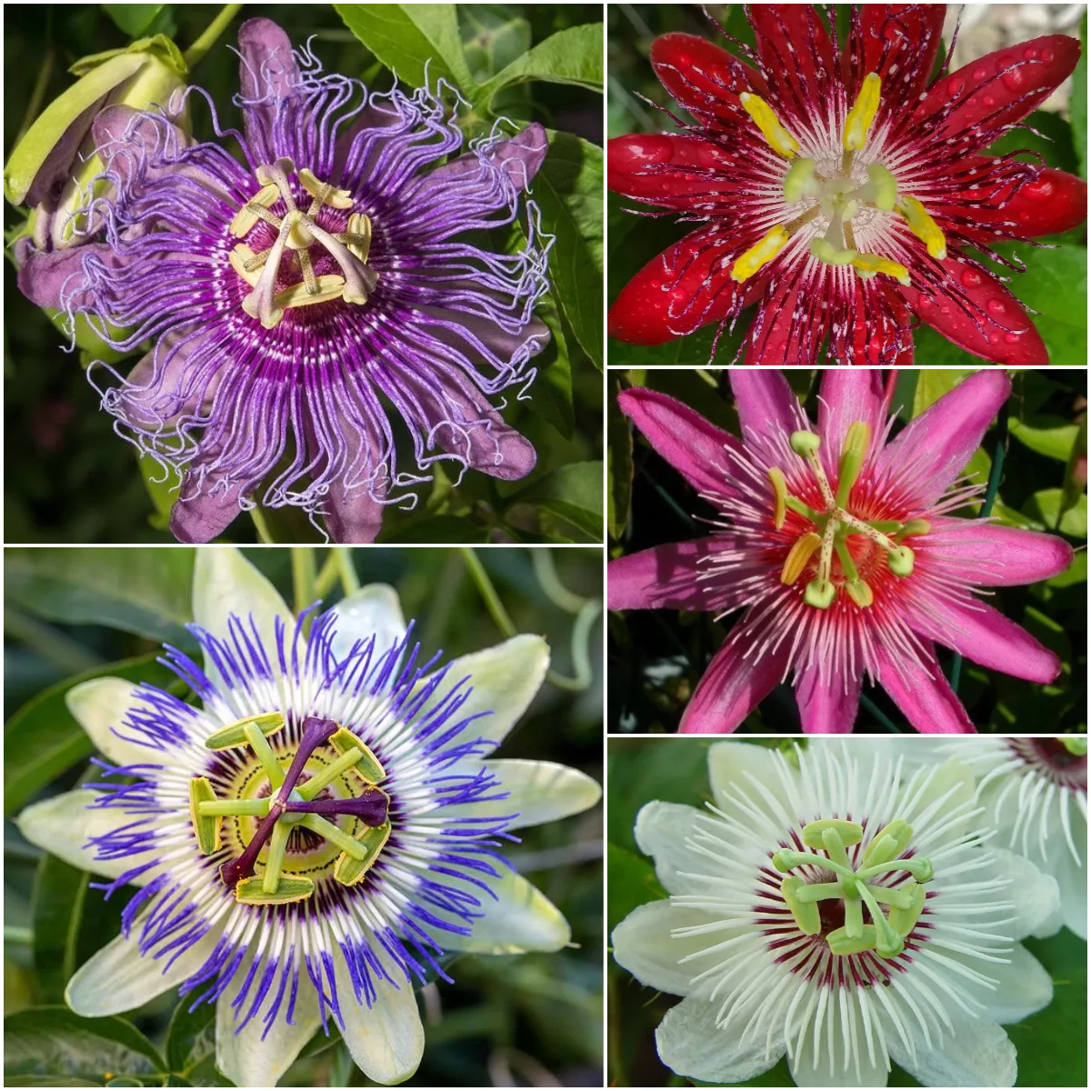 💙🌼Passionflower Seeds