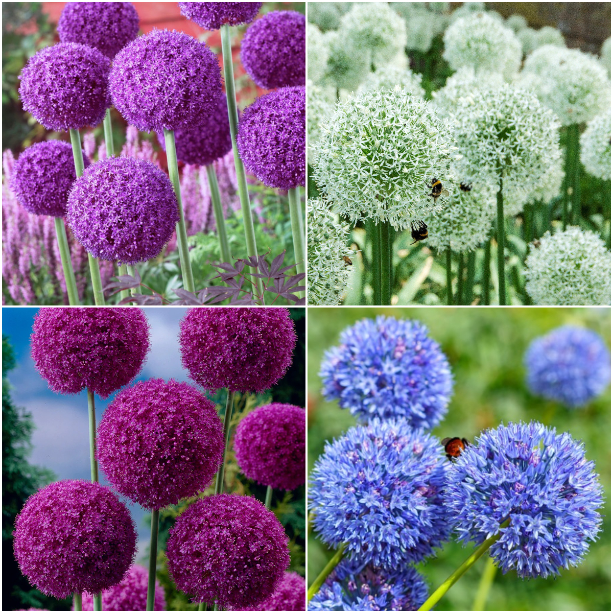 Giant Allium Giganteum Seeds