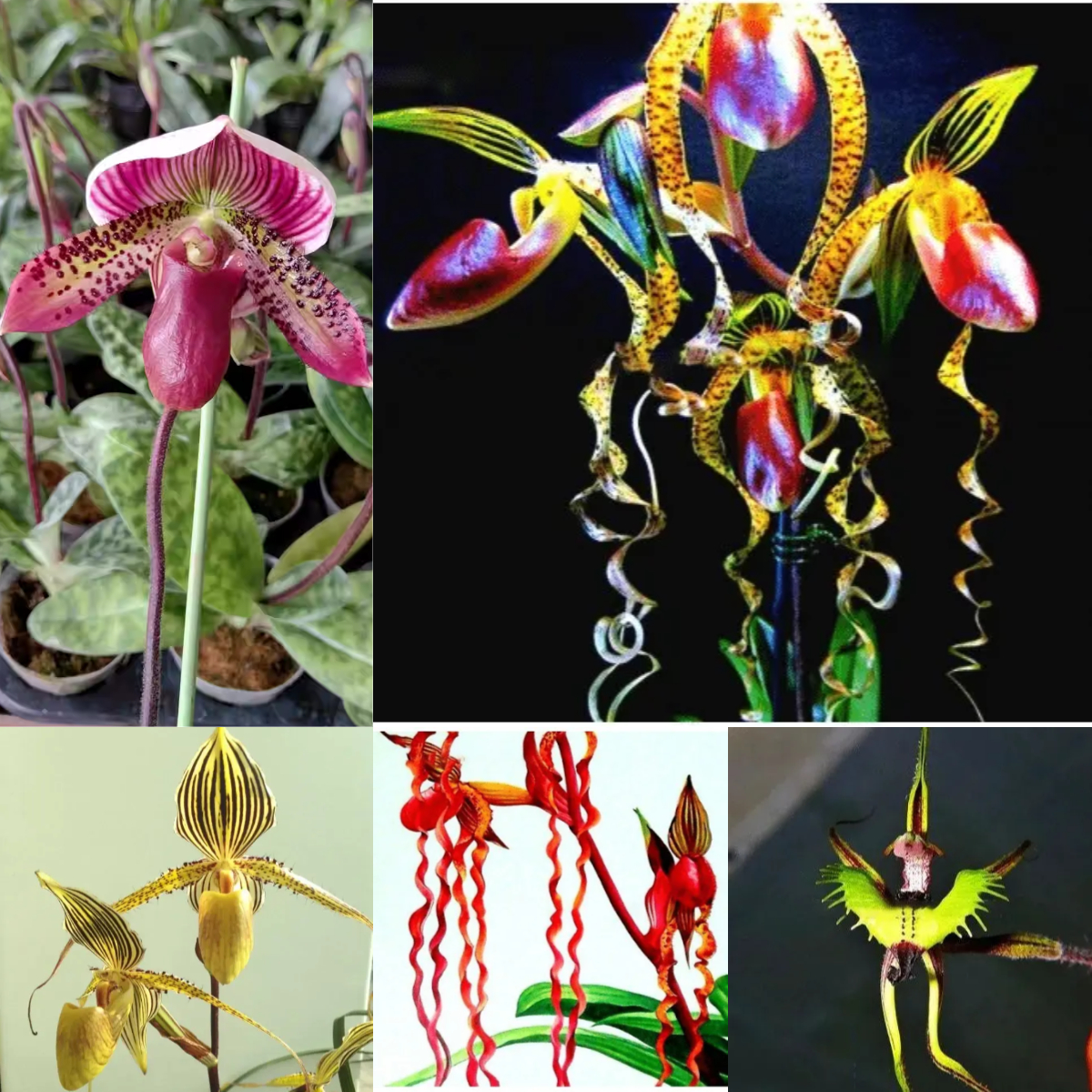 🥳54% OFF🌿Orchid Seeds Rare Flower Orchid Seeds For Home Garden Plants
