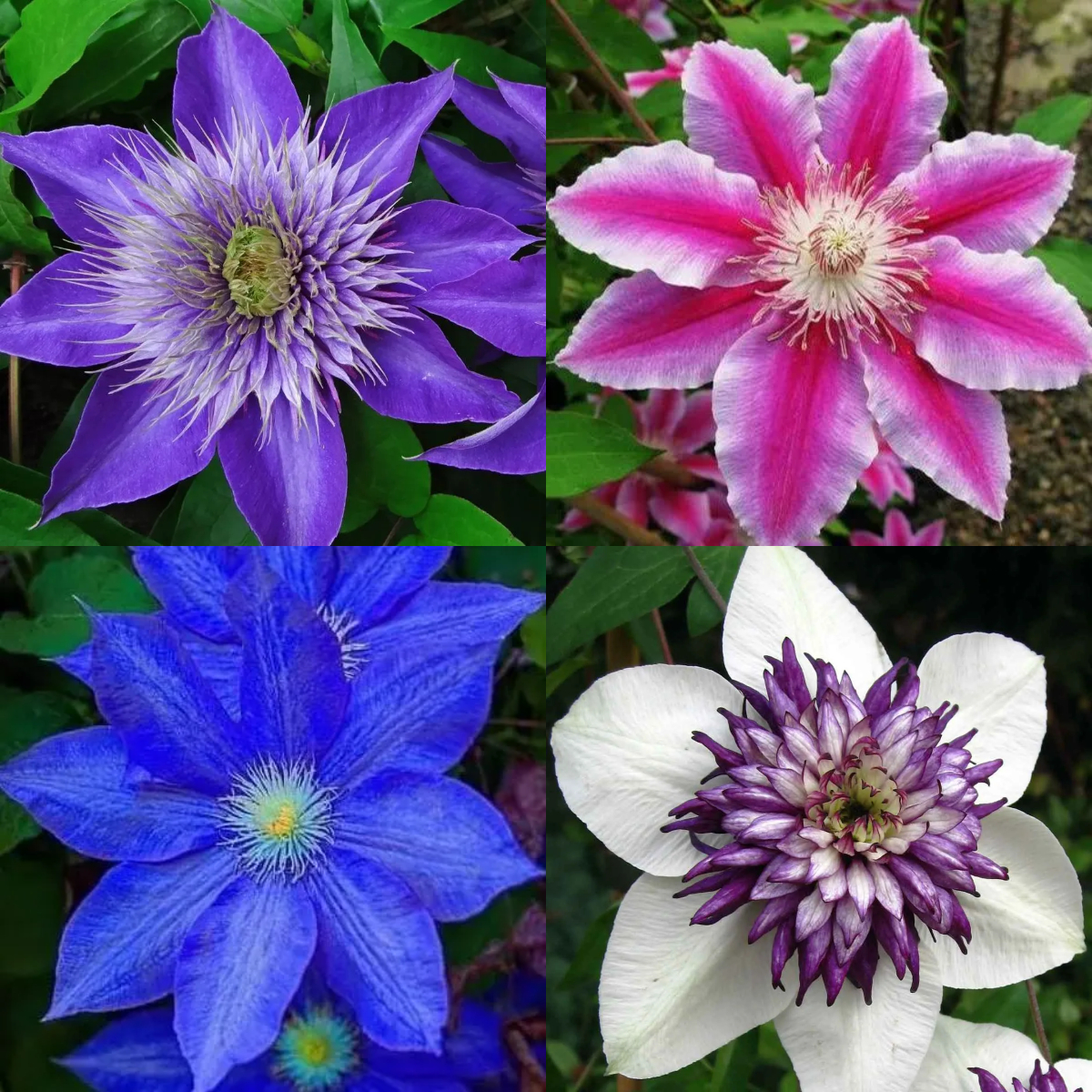 🍺Clematis Seeds💜