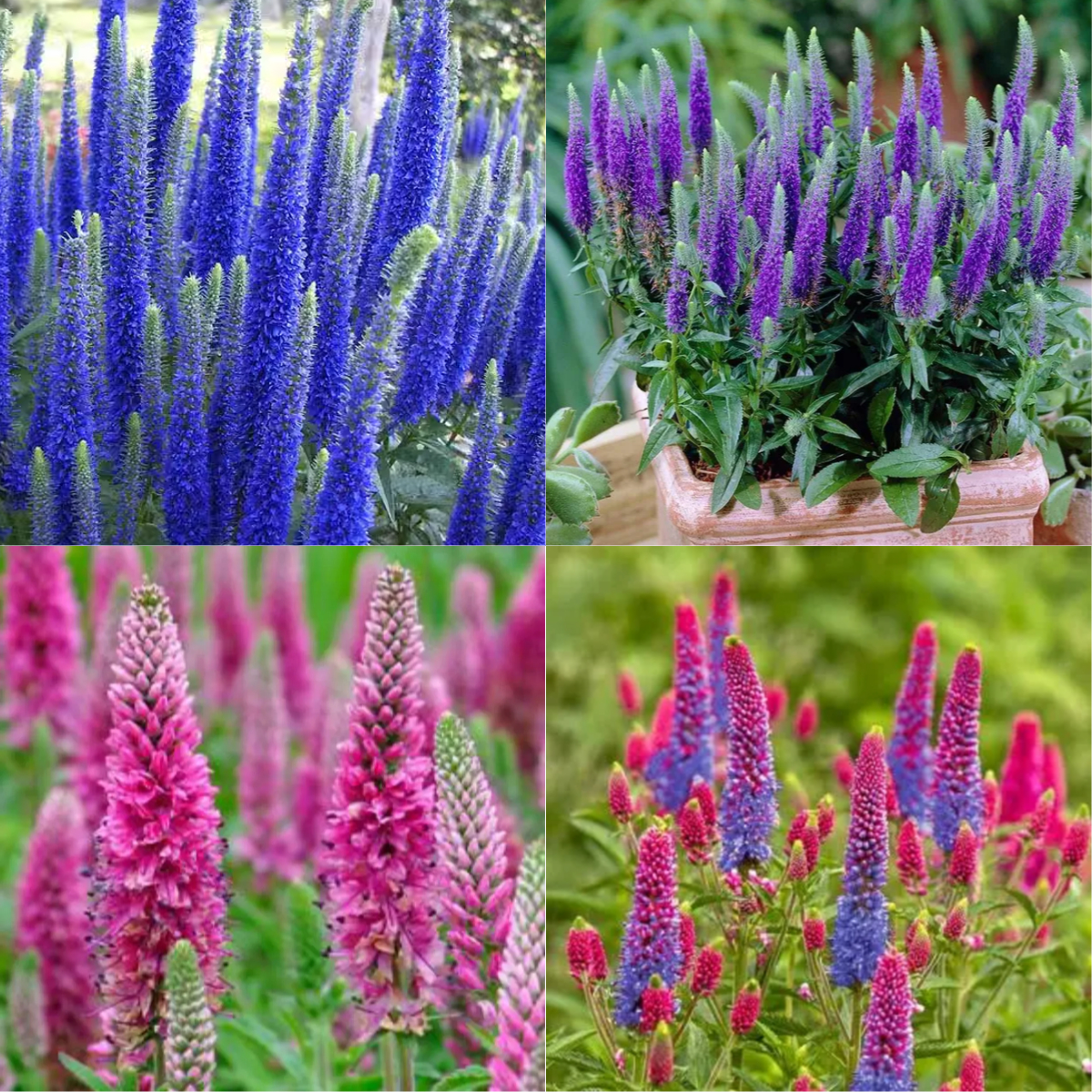 🚨50% Off New Items💜Veronica densiflora Seeds