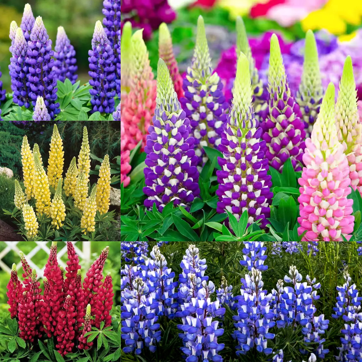 ✨54% OFF🌈Lupine flower seeds