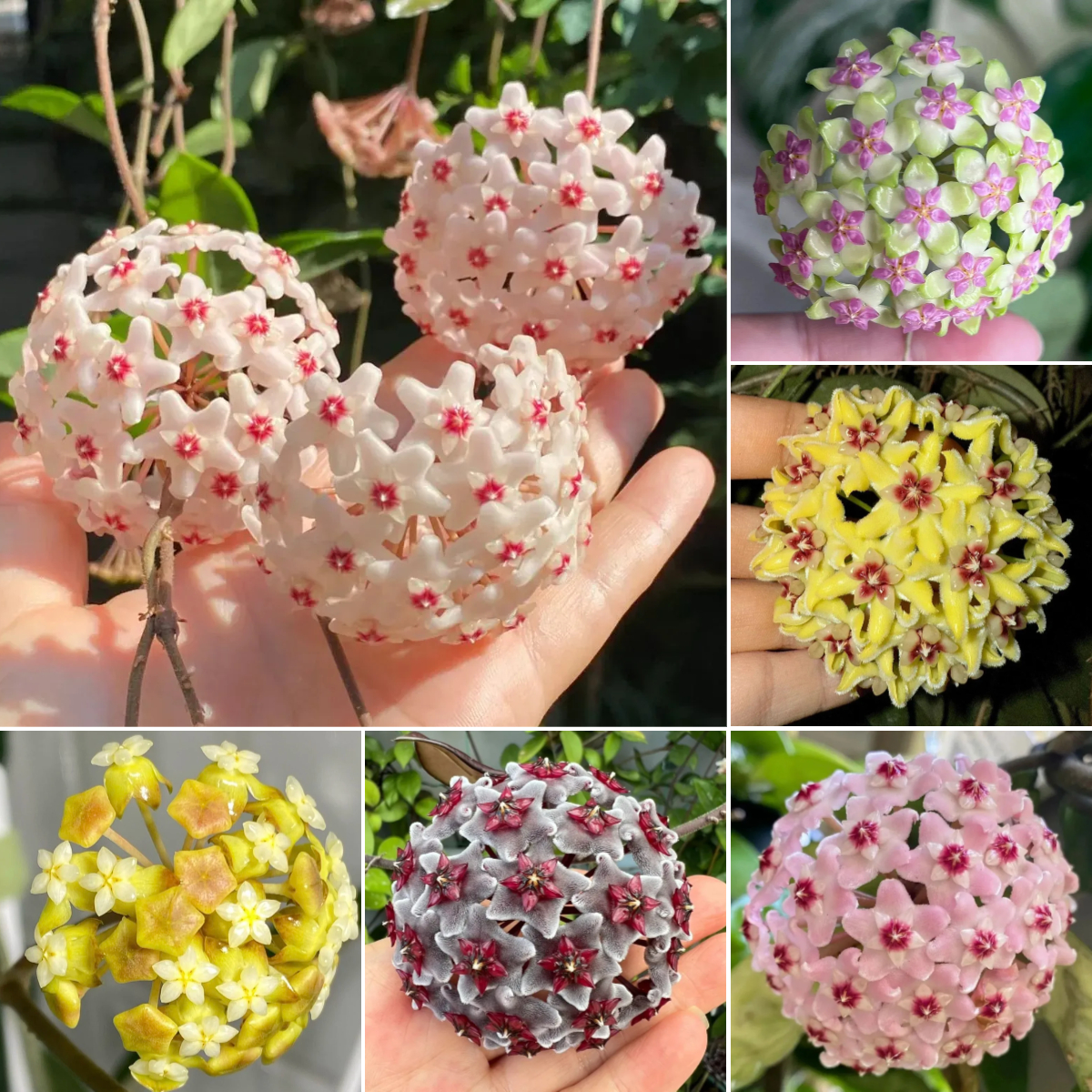 🌸 Rare Hoya Flower Seeds – Exotic Beauty for Your Indoor Jungle 🌿