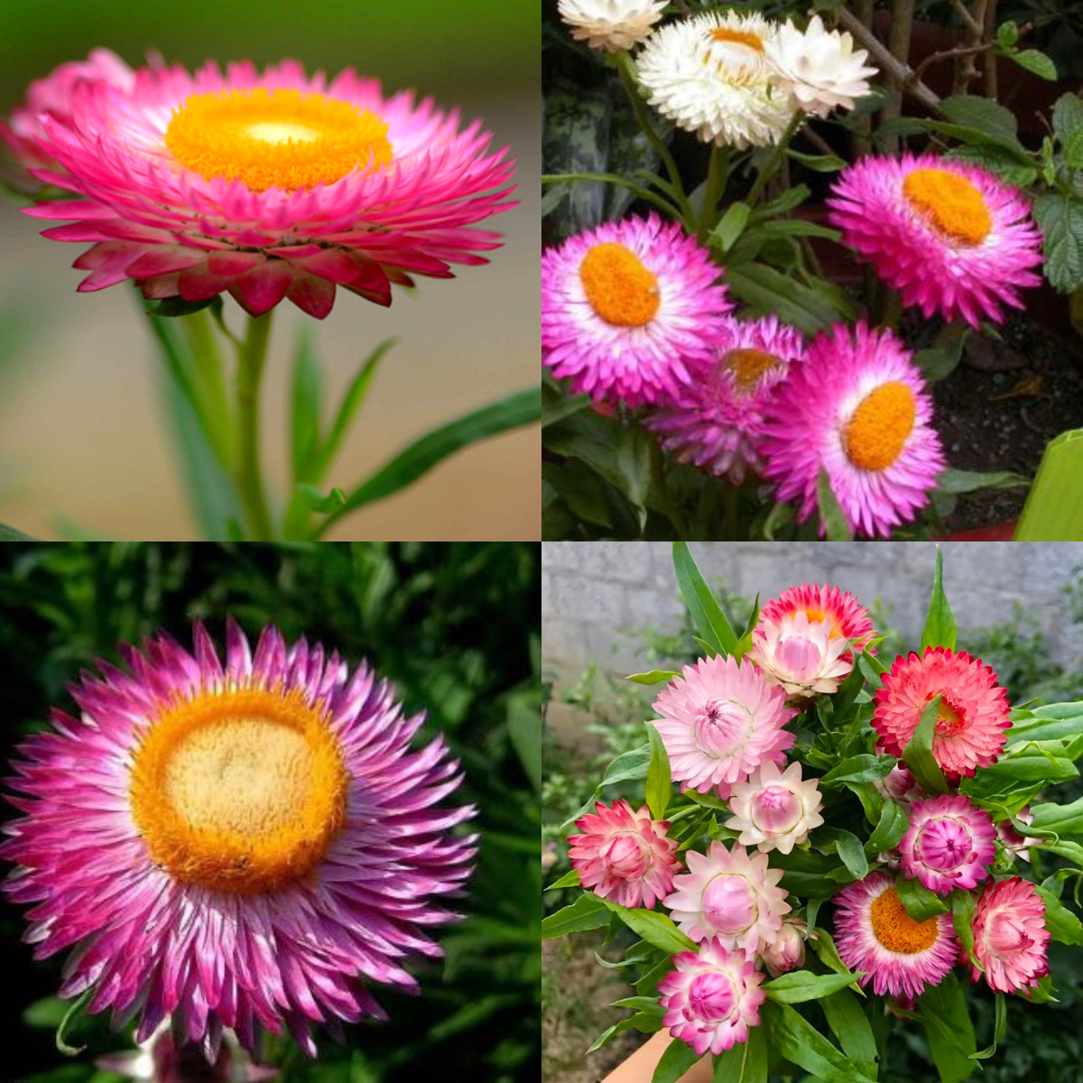 STRAWFLOWER SEEDS - GOLDEN YELLOW 50 SEEDS