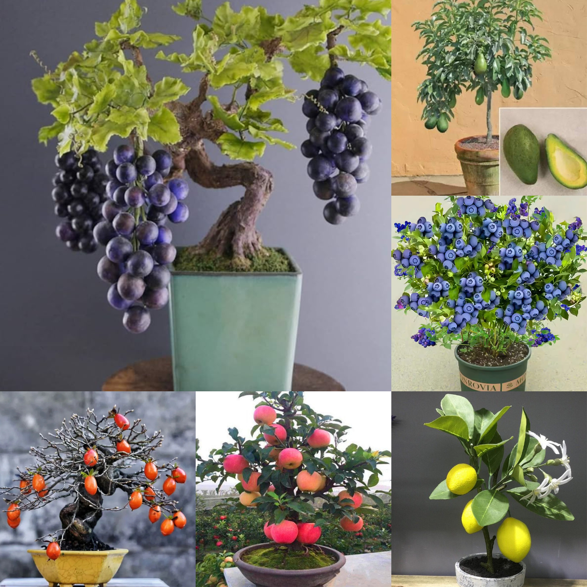 Bonsai Fruit Seed Balcony Garden🌳