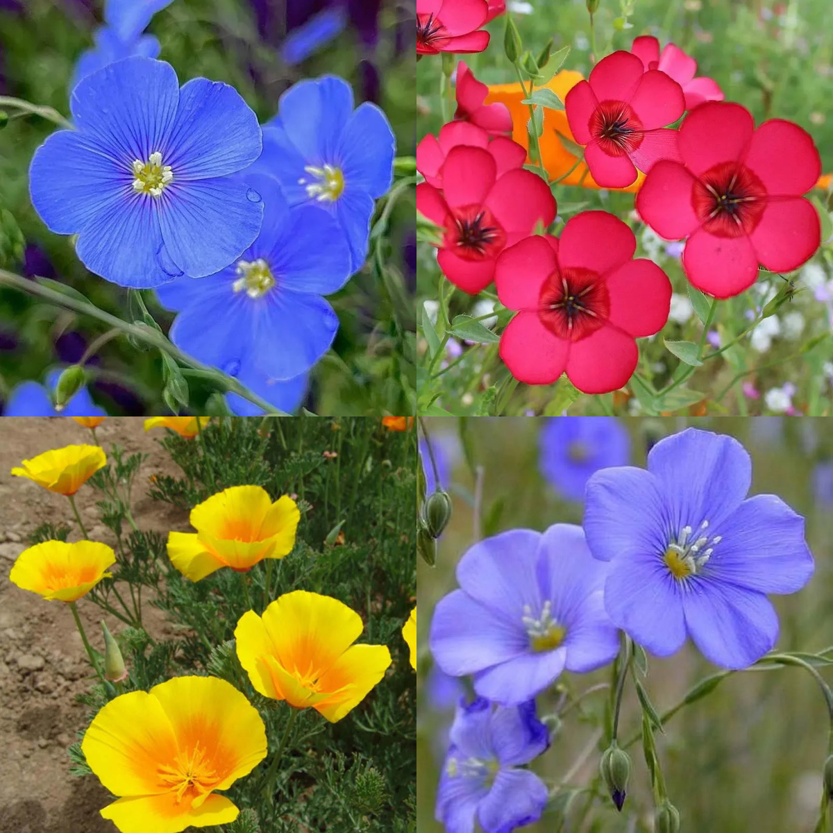 🌙💙Perennial Blue Linum Perenne Seeds