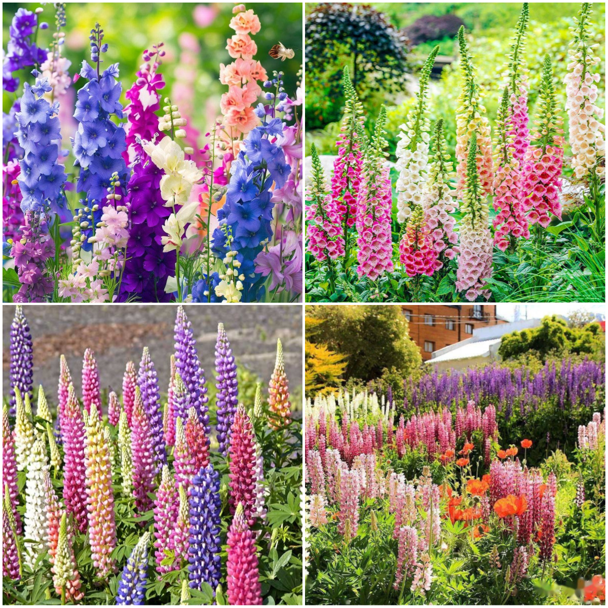 ✨🧑‍🌾Seeds Combination for Garden Borders💐Delphinium, Foxglove, Lupine