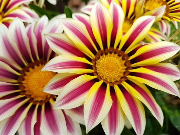 Sunshine Chrysanthemum Seeds