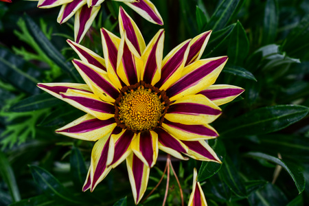 Sunshine Chrysanthemum Seeds