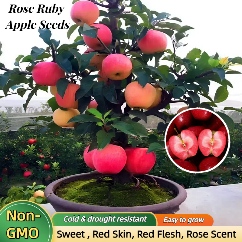 52% OFF🎉Rose Ruby Apple--Plant your own landscape