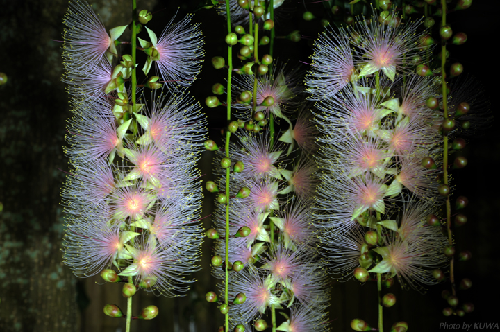 Barringtonia racemosa seeds🌸